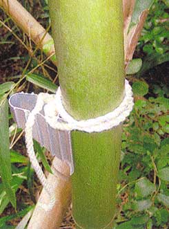 竹にも装着可能